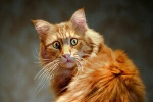 Rudy, puszysty kot z zielonymi oczami i brudną od jedzenia mordką, patrzy z zaciekawieniem w obiektyw.