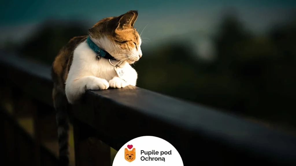 biało-rudy kot leży z przymrużonymi oczami