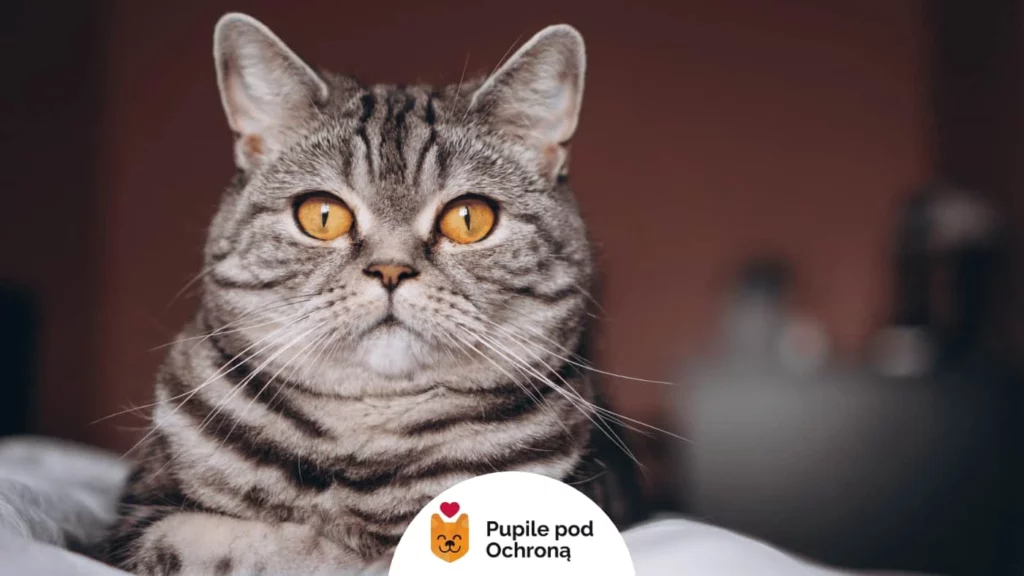 piękny szary kot ze złotymi oczami patrzący przed siebie