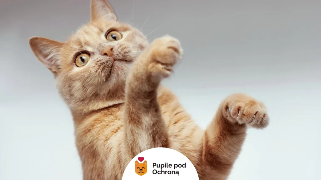 rudawy kot bawiący się z uniesionymi łapami