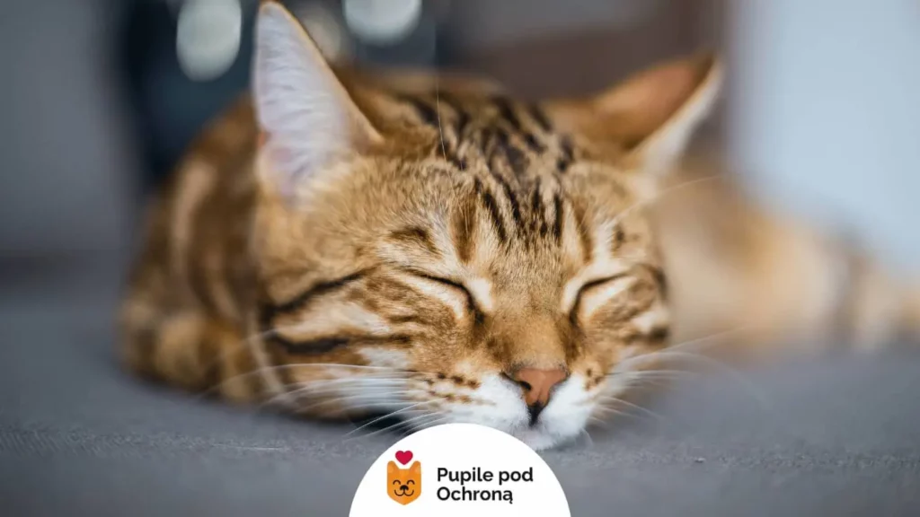 kot bengalski ucina sobie drzemkę