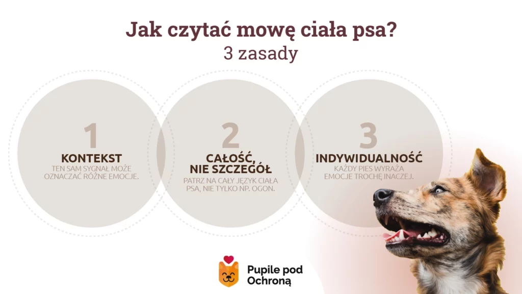 Schemat przedstawiający zasady odczytywania mowy ciała psa