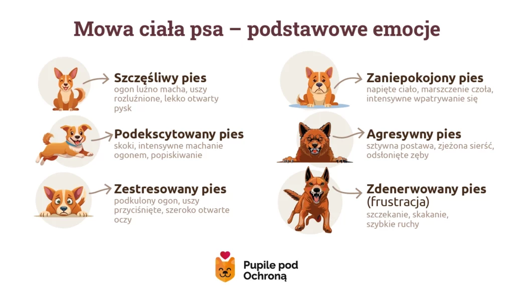Schemat opisujący podstawowe psie emocje