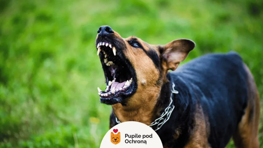 agresywny, szczekający pies z wystawionymi zębami