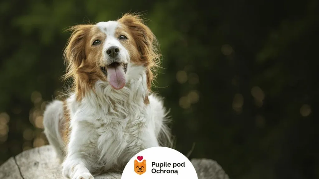 leżący pies z wystawionym językiem 