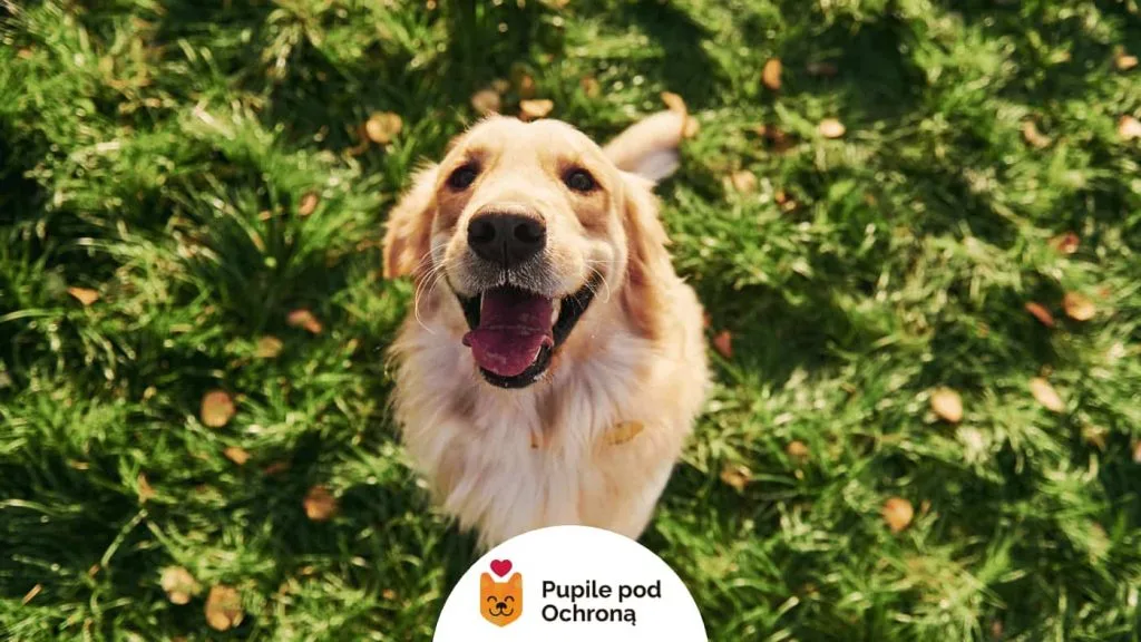 radosny pies, siedząc na trawie patrzy w obiektyw 