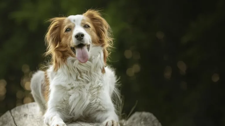 Pies z wystawionym językiem pozujący do zdjęcia na łonie natury
