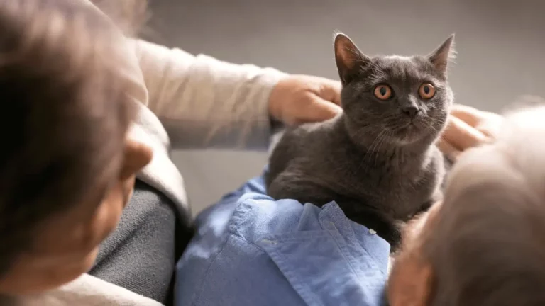 Szary kot brytyjski siedzi na kolanach opiekuna, co pokazuje,