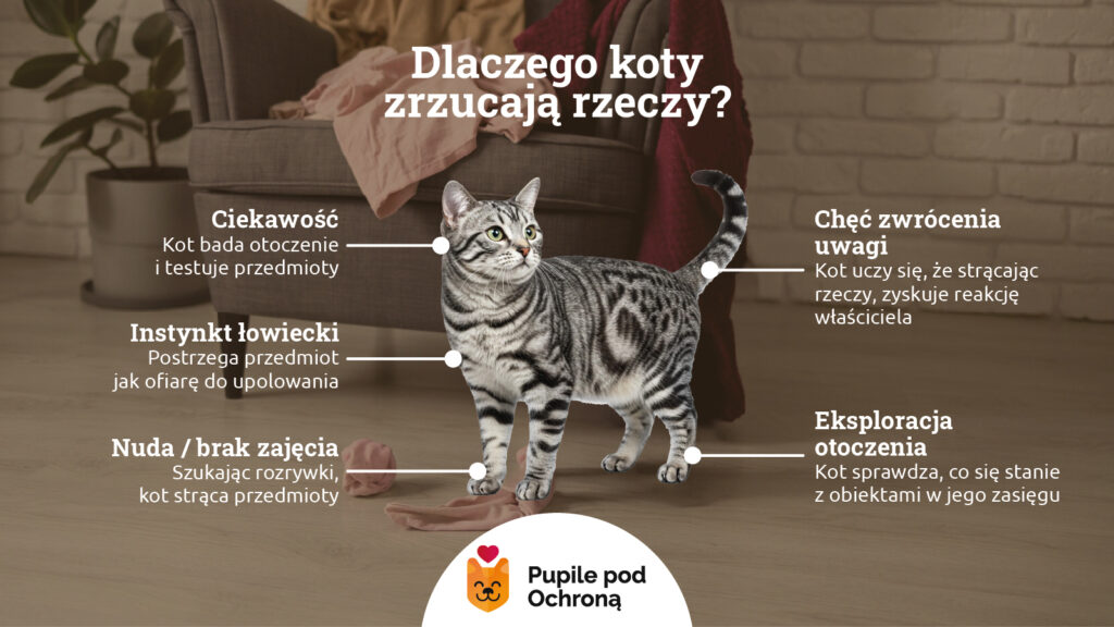 Grafika informacyjna w przejrzysty sposób podsumowuje główne motywacje, które stoją za zrzucaniem przedmiotów przez koty. Centralnie umieszczony kot bengalski jest otoczony opisami czterech kluczowych przyczyn: ciekawości (badanie otoczenia), instynktu łowieckiego (traktowanie obiektu jak ofiary), nudy (szukanie rozrywki) oraz chęci zwrócenia na siebie uwagi.