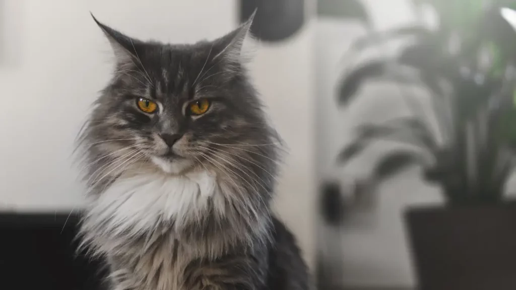 Portret kota rasy Maine Coon z gęstą, pręgowaną sierścią i charakterystyczną białą kryzą, patrzący prosto w obiektyw.