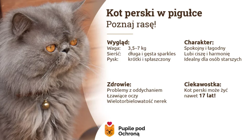 Infografika opisująca charakterystyczne cechy kota perskiego