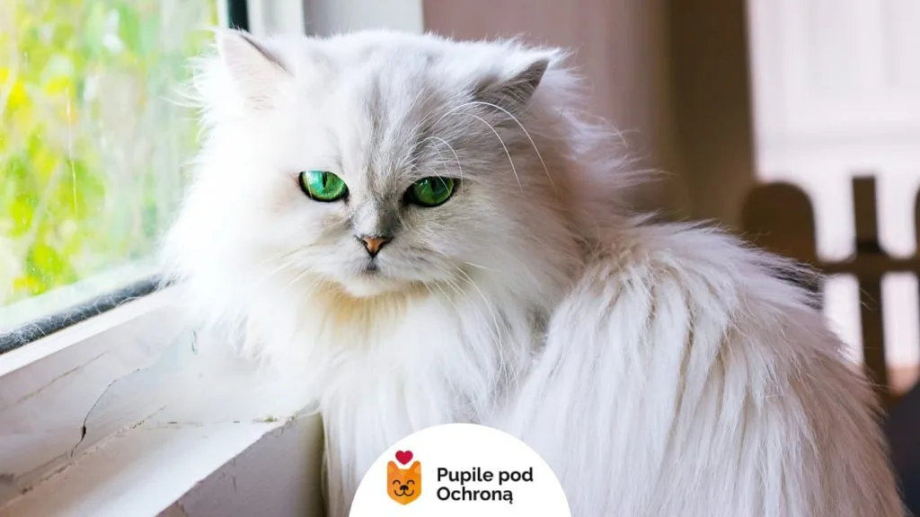 Biały kot perski z zielonymi oczami