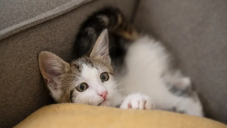 Dlaczego koty się jeżą? Mały, biało-bury kociak wygląda zza kanapy, co ilustruje naturalne zachowania kota, takie jak jeżenie sierści w odpowiedzi na bodźce.