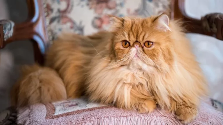 Kot perski dostojnie leży na kanapie