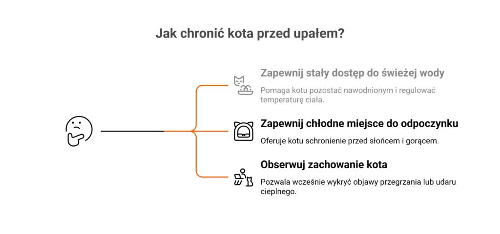 Jak pomóc kotu w lecie - infografika