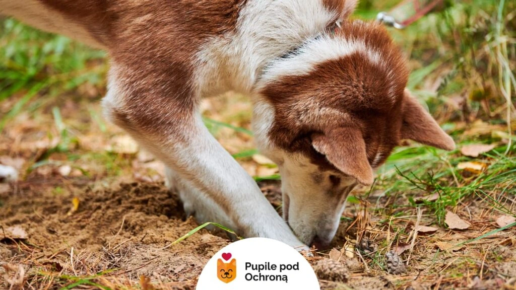 Biało-brązowy pies zakopuje jedzenie w ziemi