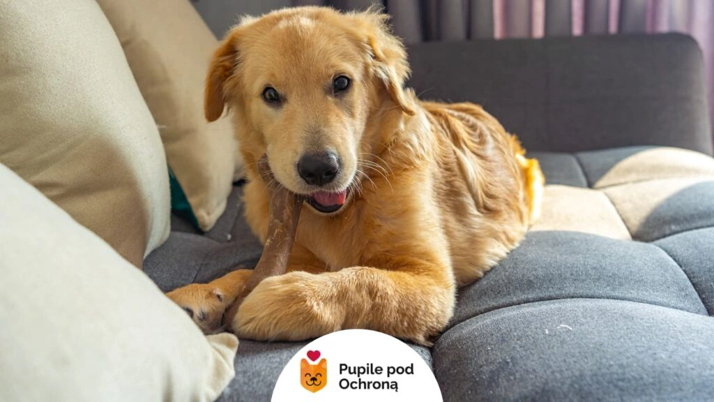 Brązowy pies rasy Labrador lub Golden Retriever leży na kanapie i gryzie patyk