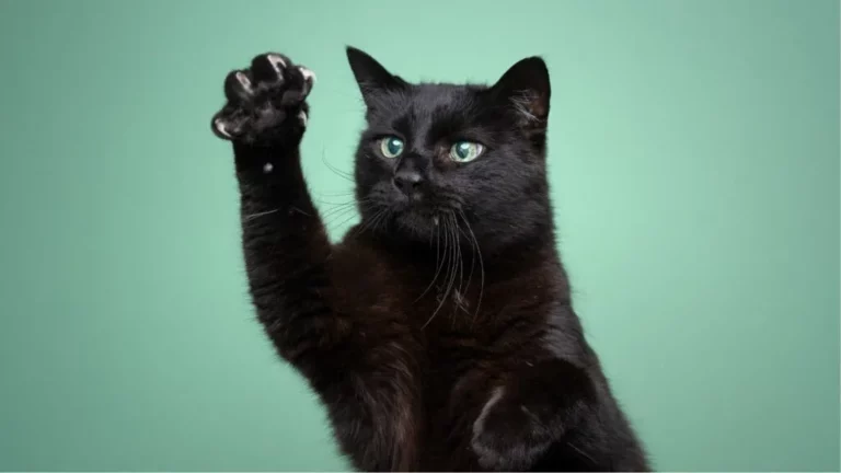 Czarny kot wyciąga łapkę do góry i wystawia pazury