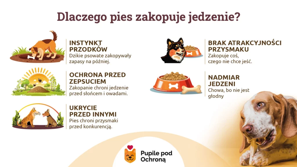 Infografika tłumacząca dlaczego pies zakopuje jedzenie