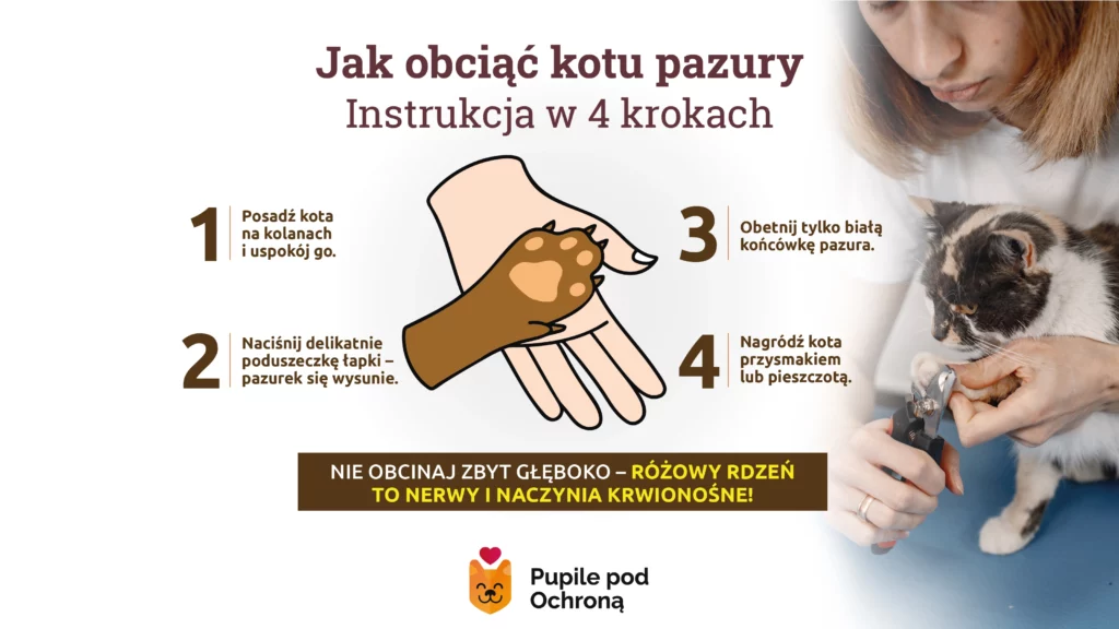 Schemat przedstawiający jak obciąć kotu pazury w czterech krokach