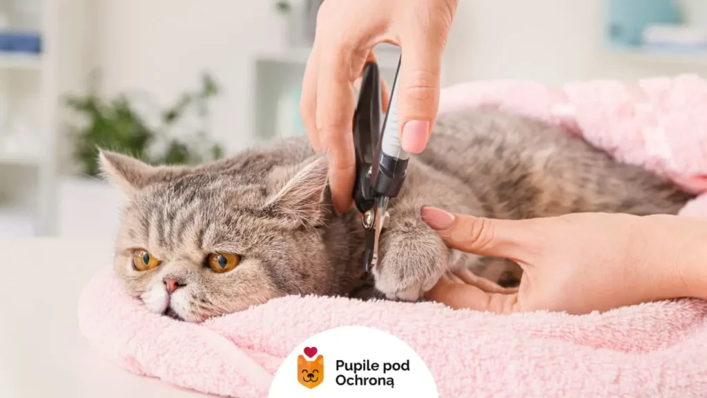 Obcinanie pazurów u kota. Szary kot leży na różowym kocu i ma obcinane pazury