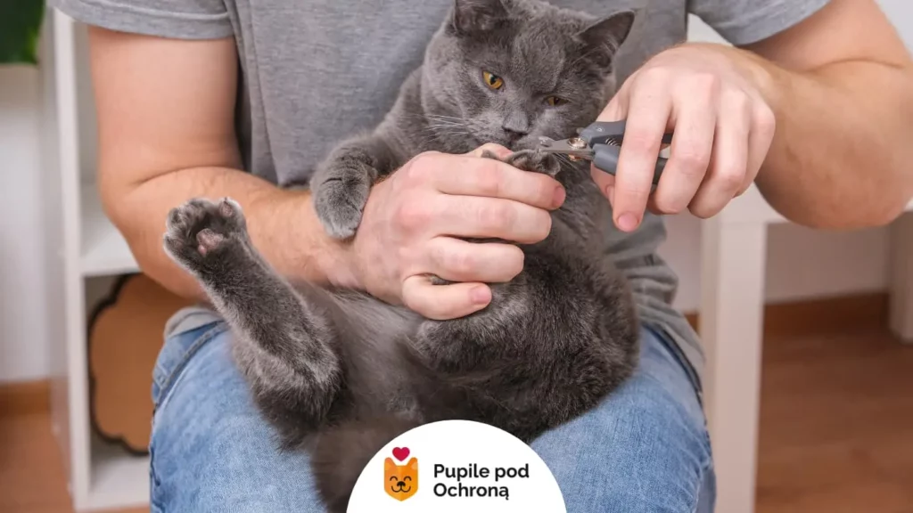 Ciemnoszary kot leży na plecach na kolanach człowieka i ma obcinane pazury