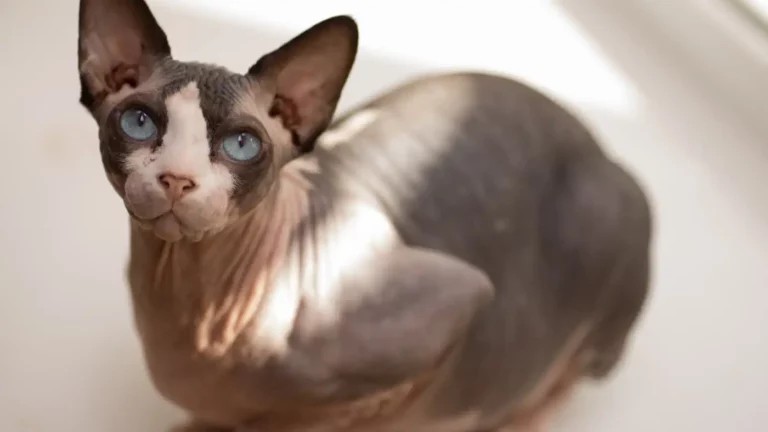 Zbliżenie na głowę kota rasy sfinks kanadyjski o pomarszczonej skórze i niebieskich oczach, który patrzy prosto w obiektyw.