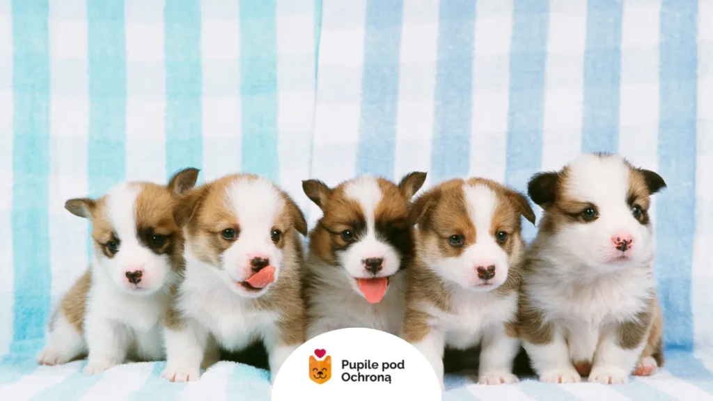 Grupa szczeniąt rasy Corgi czekających na pierwsze odrobaczanie szczeniaka u hodowcy.