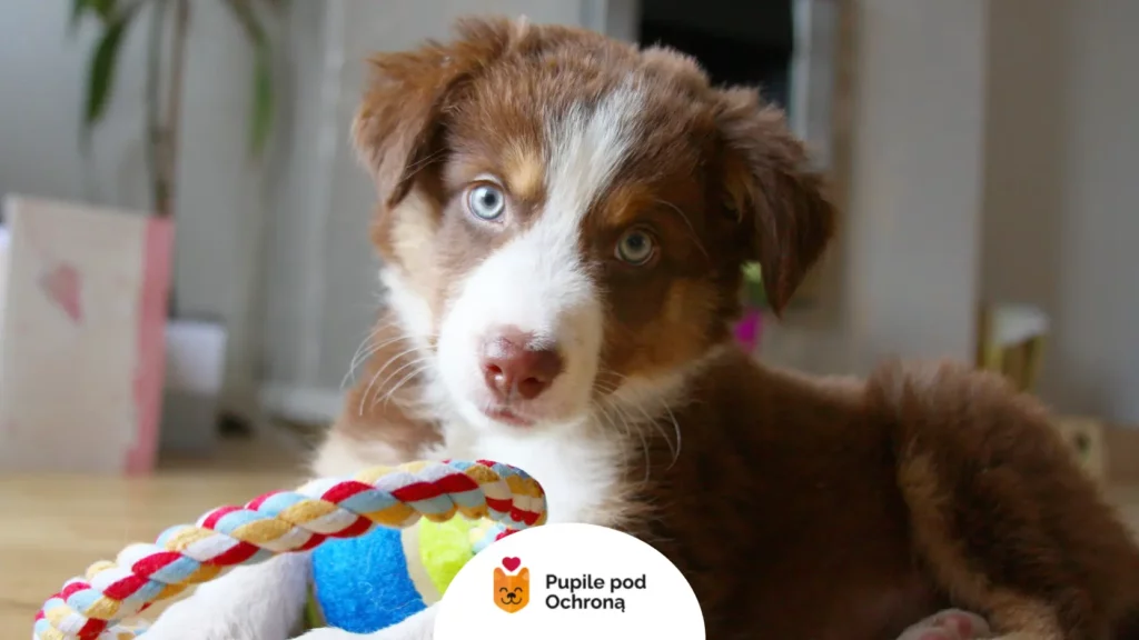 Szczeniak gryzący zabawkę sznurkową, wymagający regularnego zabiegu, jakim jest odrobaczanie szczeniaka.