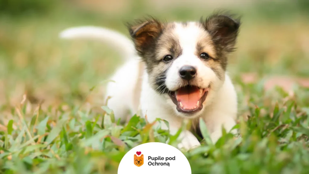 Radosny młody pies na trawie, który przeszedł prawidłowe odrobaczanie szczeniaka.
