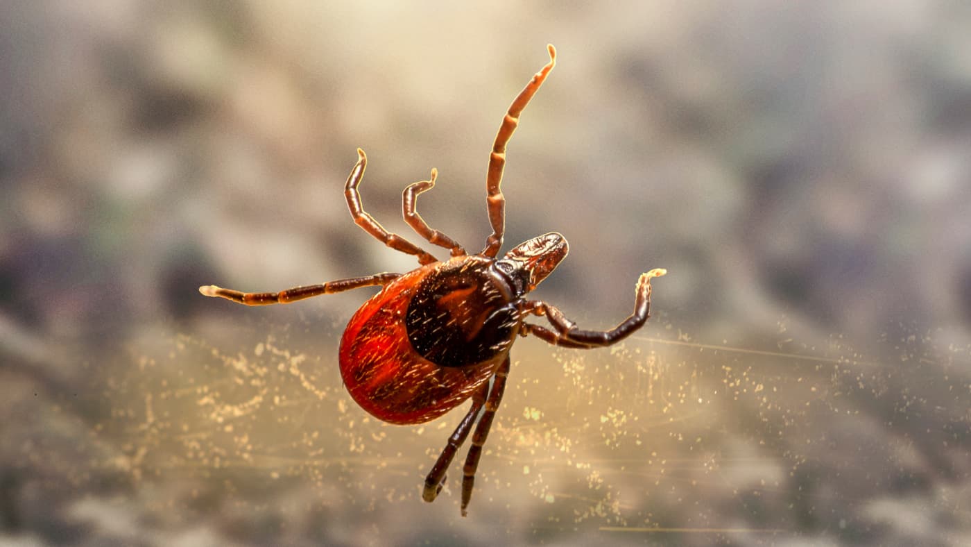 kleszcz przedstawiony w dużym przybliżeniu aparatu, tło niewyraźne