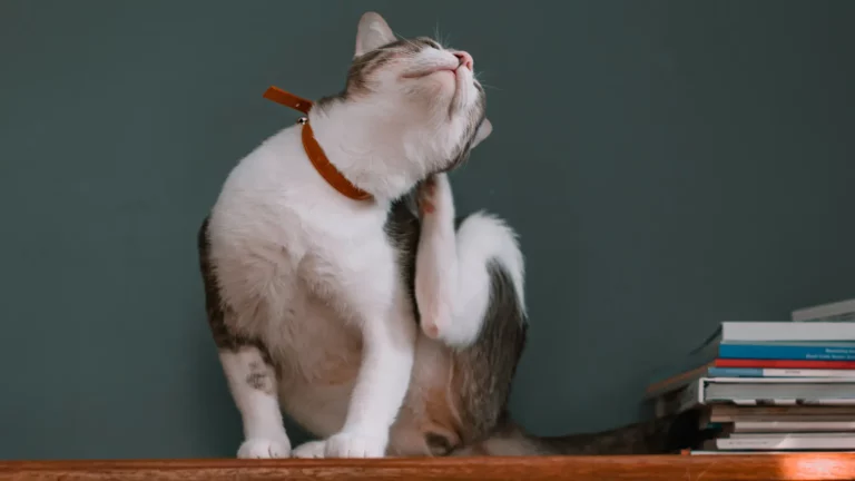 Kot drapiący się w szyję – pierwszy objaw alergicznego pchlego zapalenia skóry u kota.