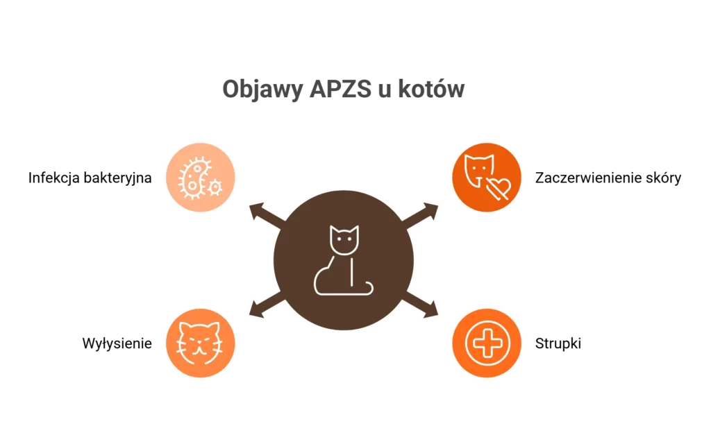 Infografika przedstawiająca główne objawy alergicznego pchlego zapalenia skóry u kota.