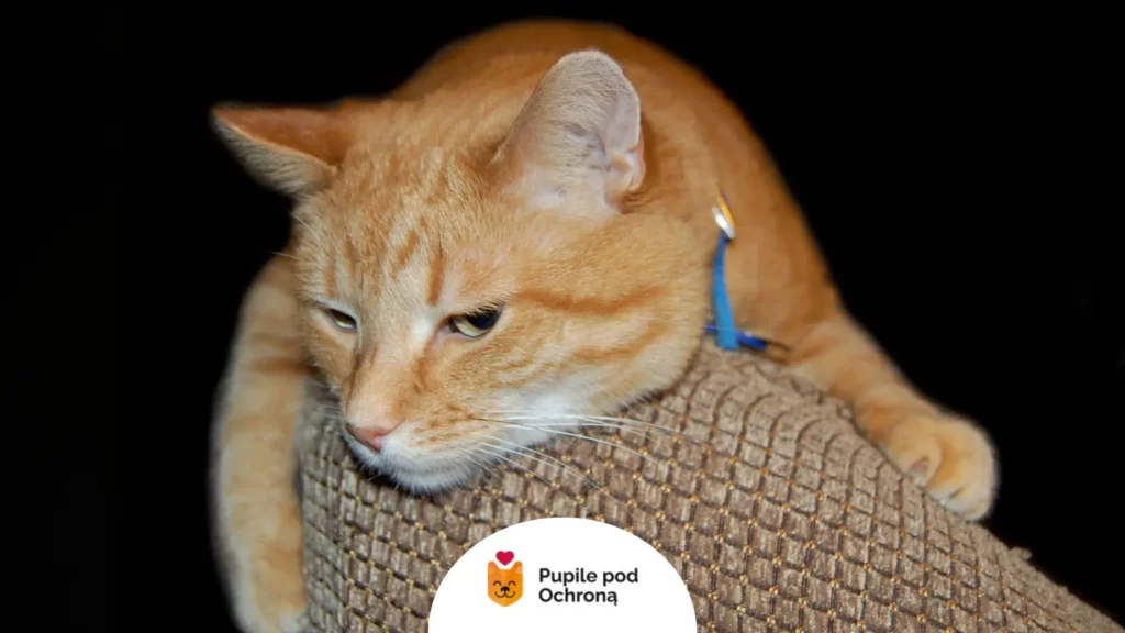 Zmęczony kot odczuwający dyskomfort przez alergiczne pchle zapalenie skóry u kota.