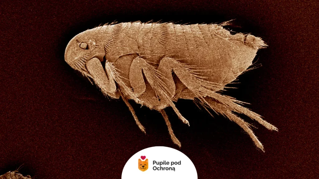 Zbliżenie na pchłę wywołującą alergiczne pchle zapalenie skóry u kota.