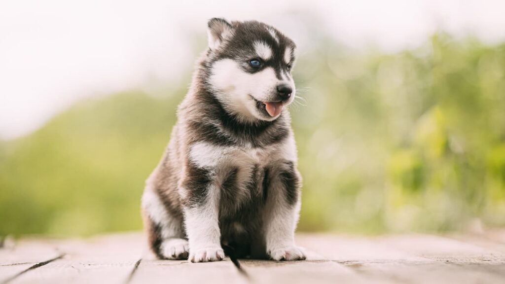 Uroczy szczeniak husky o biało-czarnym umaszczeniu siedzi na drewnianym podeście, z rozmytym zielonym tłem w tle.