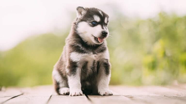 Uroczy szczeniak husky o biało-czarnym umaszczeniu siedzi na drewnianym podeście, z rozmytym zielonym tłem w tle.