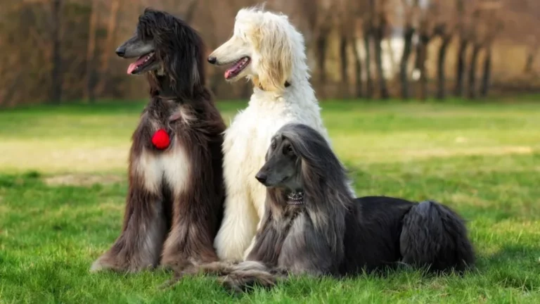 Trzy charty afgańskie o różnych umaszczeniach siedzą lub leżą na trawie, w tle drzewa w rozmytym krajobrazie.