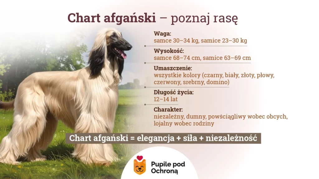 Infografika opisująca podstawowe informacje o charcie afgańskim