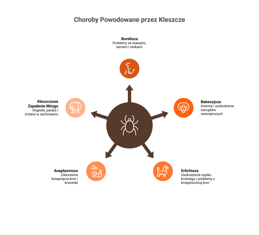 Infografika przedstawiająca choroby przenoszone przez kleszcze