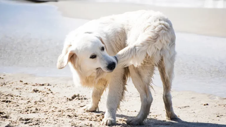 Pies gryzie ogon - pupile pod ochroną