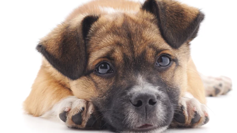 Tasiemiec u psa, szczeniak - pupile pod ochronÄ…