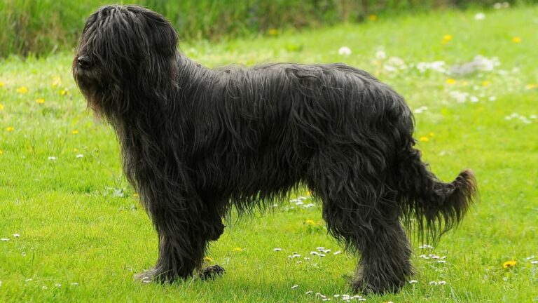 Duży, czarny pies z długą sierścią stoi na łące pełnej kwiatów