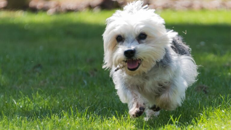 Dandie Dinmont Terrier biegnący po trawie, z rozwianą białą i szarą sierścią, w pełnym ruchu.