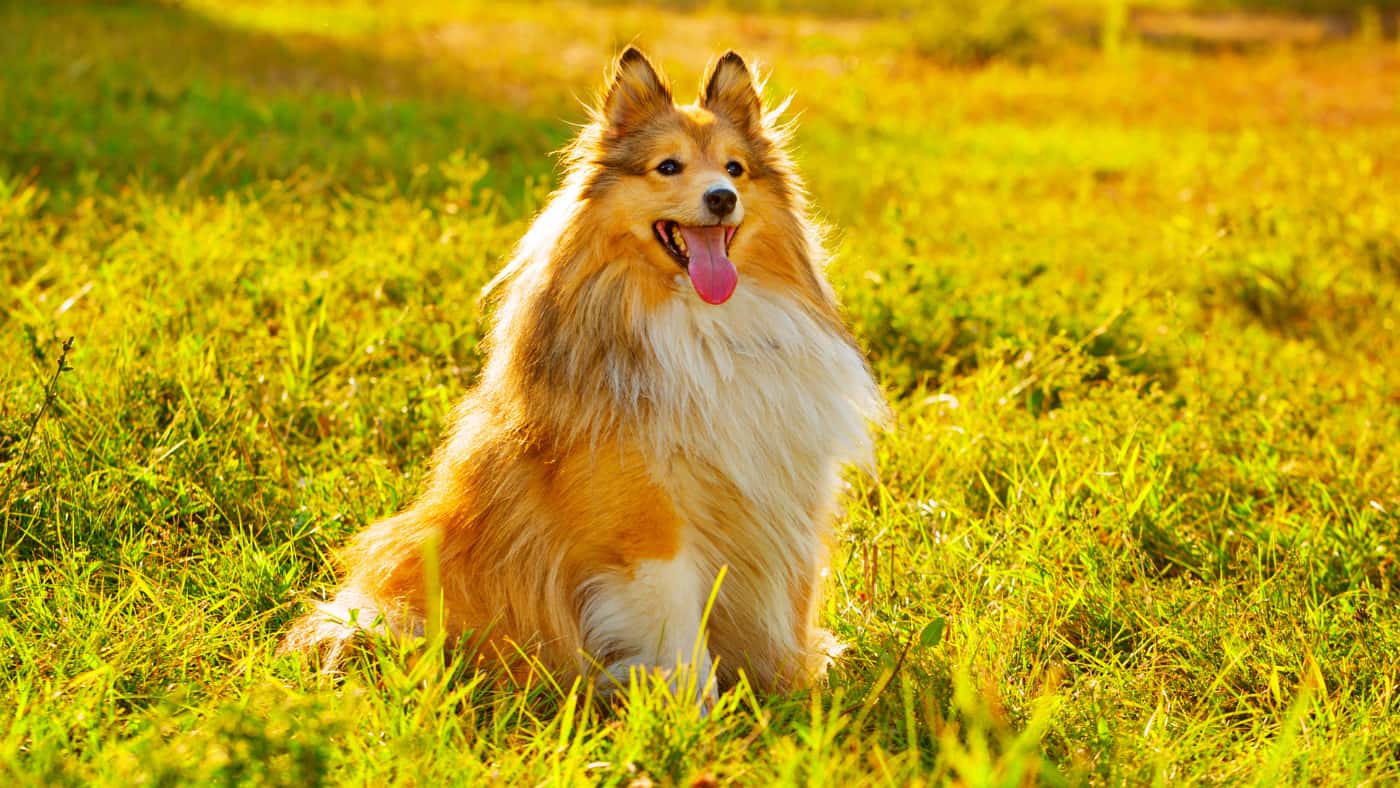 Sheltie siedzący na łące w ciepłym, złotym świetle zachodzącego słońca.