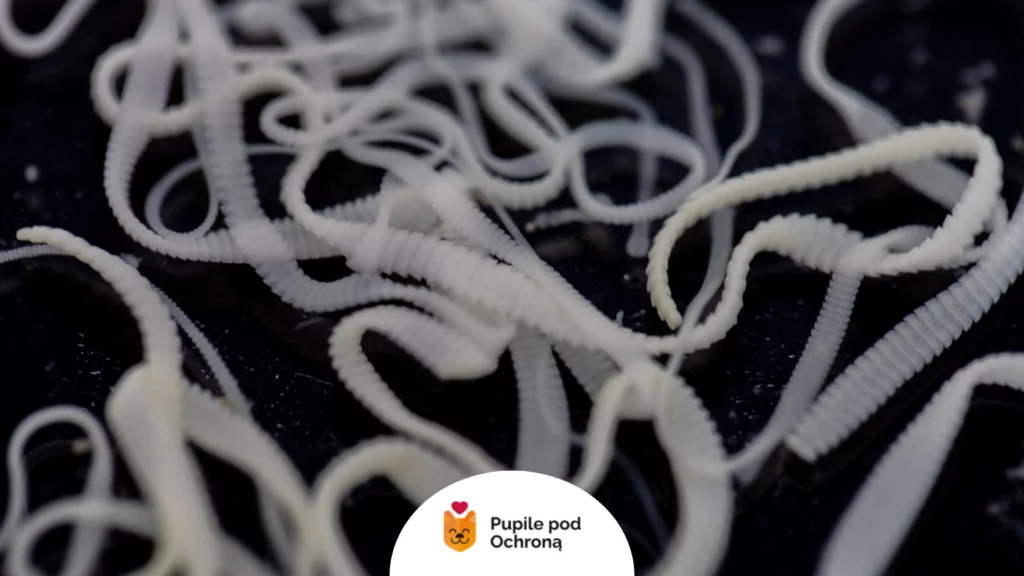 Bliskie ujęcie tasiemca