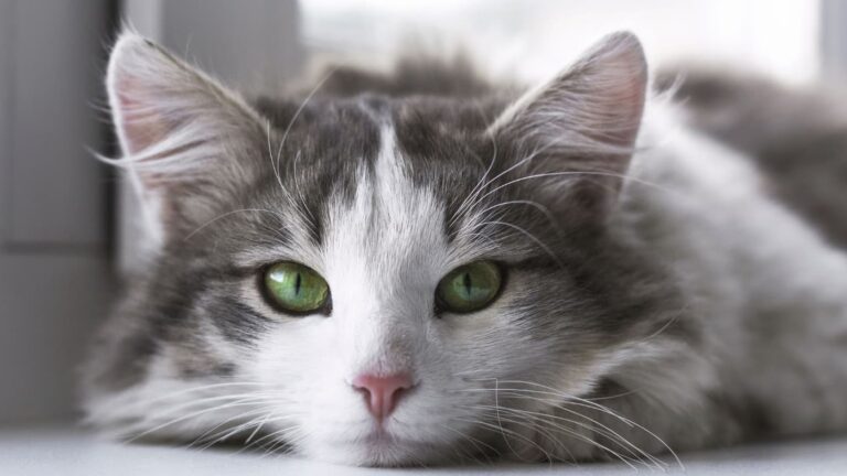 Kot rasy Cymric z intensywnie zielonymi oczami, leżący na parapecie i patrzący w stronę aparatu.