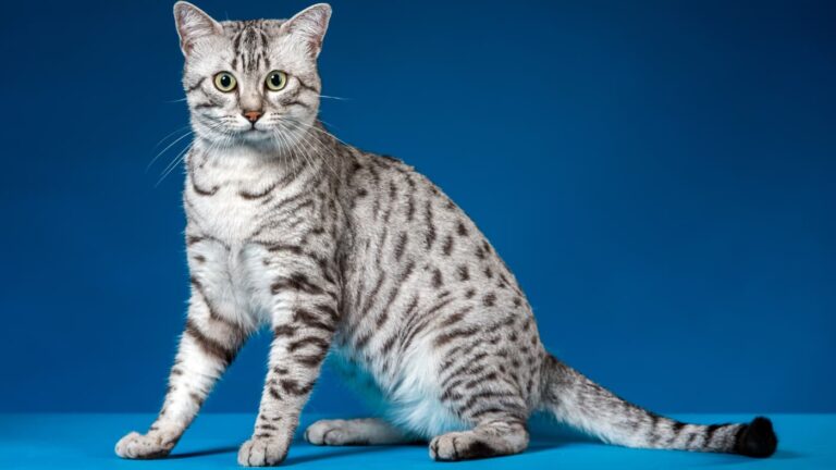 Kot egipski mau siedzący na niebieskim tle, z charakterystycznym srebrnym futrem i zielonymi oczami.