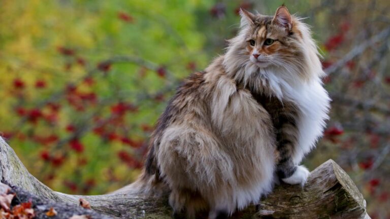 Kot norweski leśny siedzący na pniu drzewa w otoczeniu jesiennych liści, patrzący w bok.