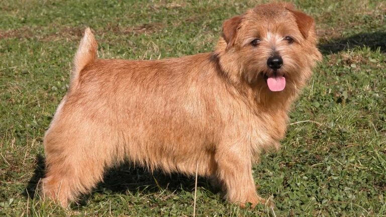 Norwich Terrier stojący na zielonej trawie, z językiem na wierzchu i rudobrązową, szorstką sierścią.